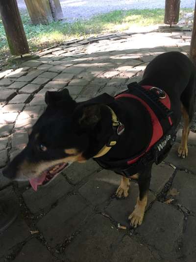 18. Collagen Challenge - Zunge raus!-Beitrag-Bild