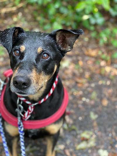 16. Collagen-Challenge  "Dein Hund ganz bunt - bring Farbe ins Spiel"-Beitrag-Bild