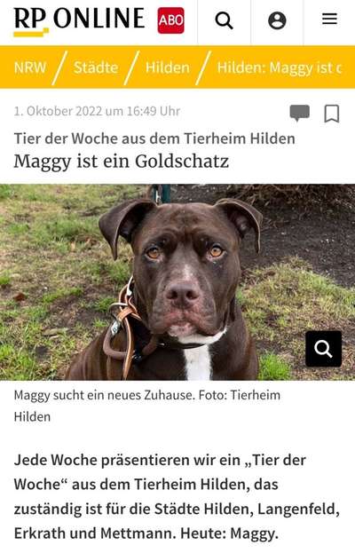 Tierschutzhunde suchen ein Zuhause-Beitrag-Bild