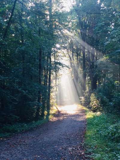 Die wunderschöne Welt mit Hund.-Beitrag-Bild