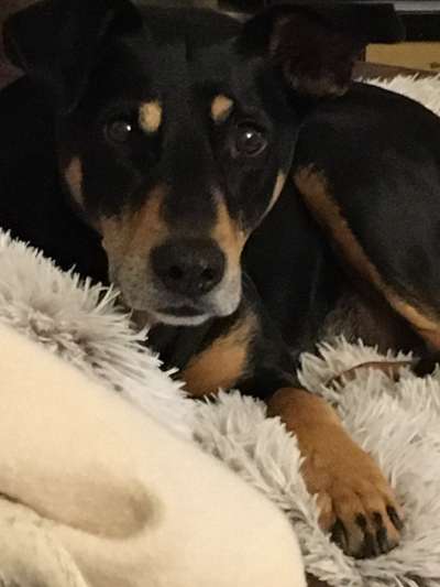 Die Augen Deines Hundes-Beitrag-Bild