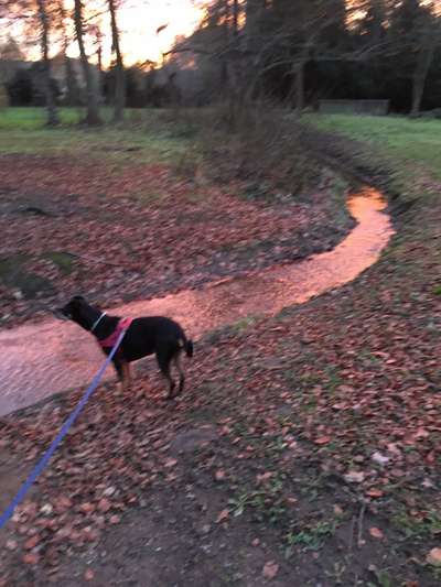 16. Collagen-Challenge  "Dein Hund ganz bunt - bring Farbe ins Spiel"-Beitrag-Bild