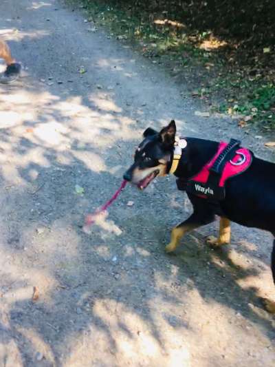 11. Collagen-Challenge
Dein*e Hund*e in verschiedenen Lebensphasen-Beitrag-Bild