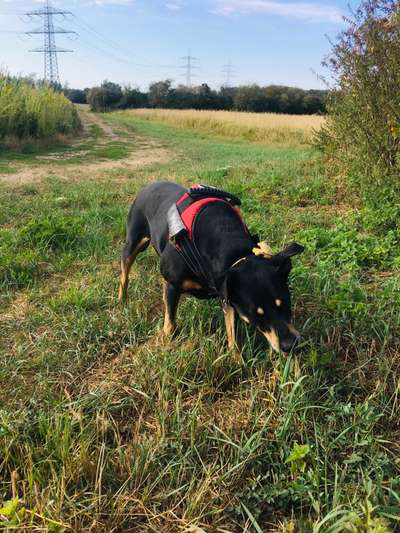 TierschutzhundeStammtisch🐕-Beitrag-Bild