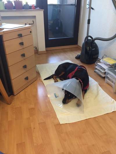 Welcher Hundekragen nach Kastration-Beitrag-Bild