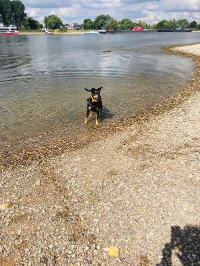 Fotosammlung: ,,Der natürliche Hund" Unbearbeitet, ungestellt und in Natura-Beitrag-Bild