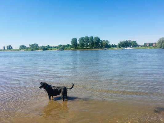 Dogorama Foto Aktion - Dein Hund im Dogorama Büro-Beitrag-Bild