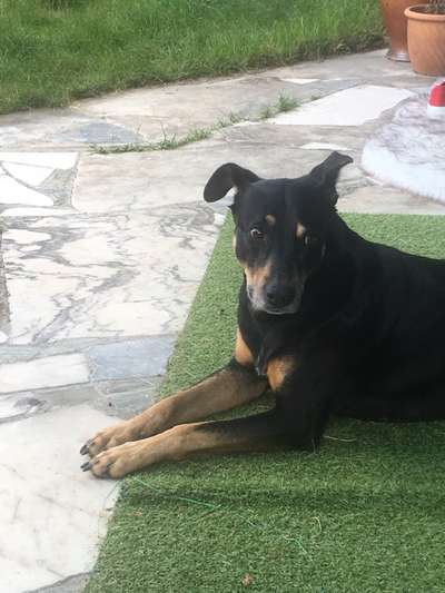 Wo sind hier die Dobermänner-Beitrag-Bild