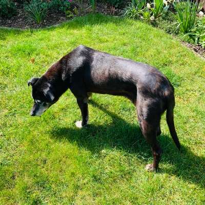 TierschutzhundeStammtisch🐕-Beitrag-Bild