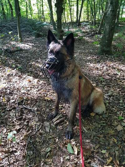 Tierschutzhunde suchen ein Zuhause-Beitrag-Bild