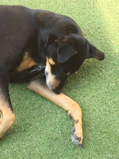 Dogorama Photo Challenge- Der Nase nach-Beitrag-Bild