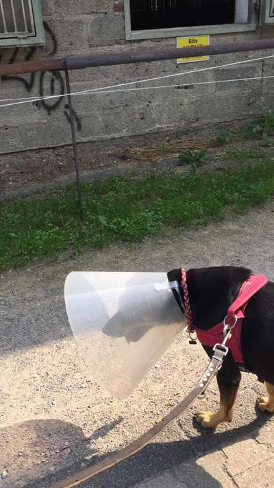 Welcher Hundekragen nach Kastration-Beitrag-Bild