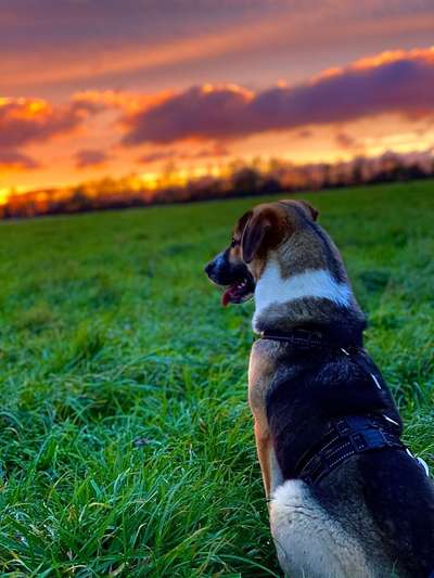 Tierschutzhund ist meine Lieblingsrasse-Beitrag-Bild