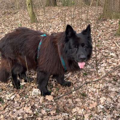 Hundetreffen-Senioren Kumpeline gesucht-Bild