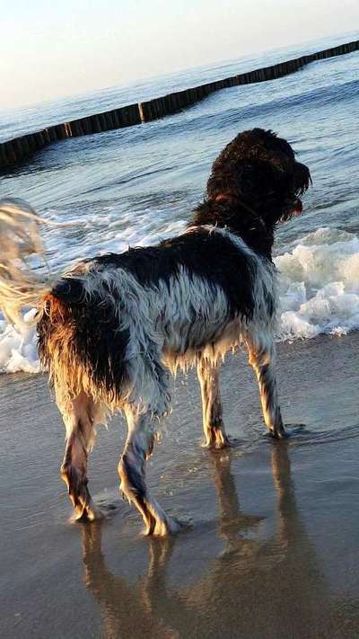 Labradorfans-Beitrag-Bild