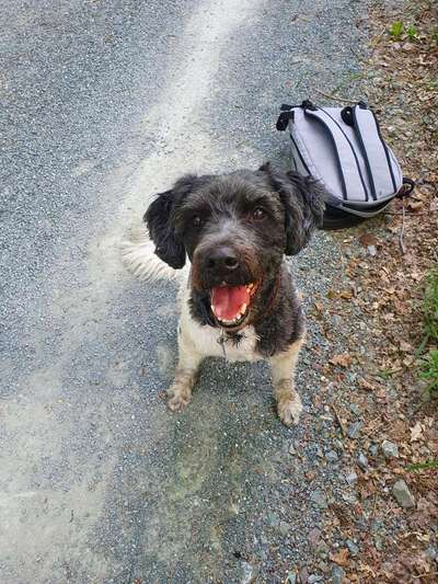 Die besten Hundeblicke 🐾❤️-Beitrag-Bild