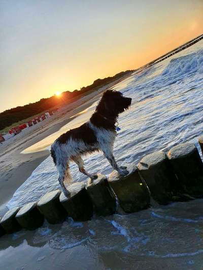 Dogorama Photo Challenge - Tierischer Urlaub-Beitrag-Bild