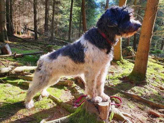 Welche Hunderasse-Beitrag-Bild