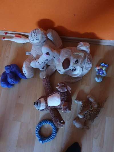 Zeig mir, dass du mit einem hund zusammenlebst....-Beitrag-Bild