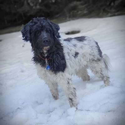 Labradorfans-Beitrag-Bild