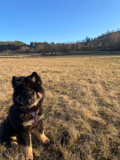 Eurasier hier?-Beitrag-Bild