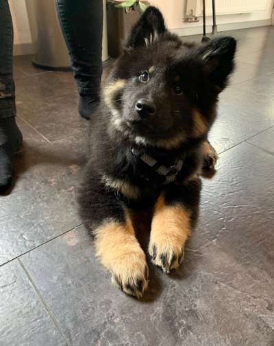 Eurasier-Beitrag-Bild