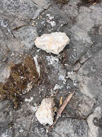 Giftköder-Giftköder-Bild