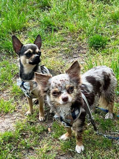 Hundetreffen-Chihuahua Treffen in Mörfelden-Walldorf-Bild