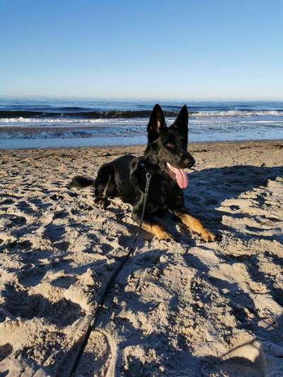 Alles rund um den Schäferhund, diskutieren erwünscht.-Beitrag-Bild