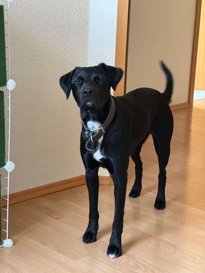 Hundetreffen-Junghund sucht Spielgefährten (auch gemeinsame Gassirunden)-Bild