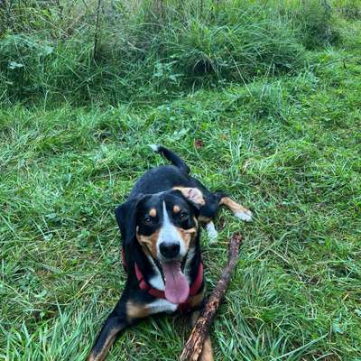 Hundetreffen-Spazieren und Spielen