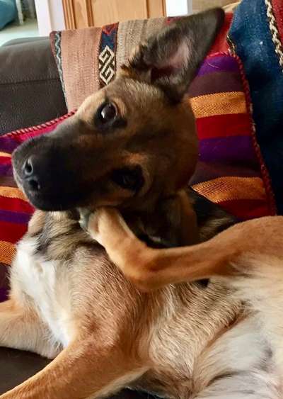 Die Dogorama Kalender Challenge Titelbild-Beitrag-Bild