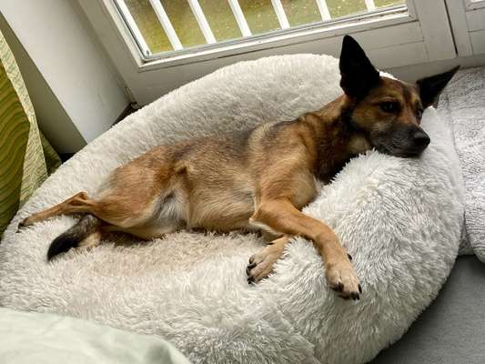 Was können eure Ohren so? ;)-Beitrag-Bild