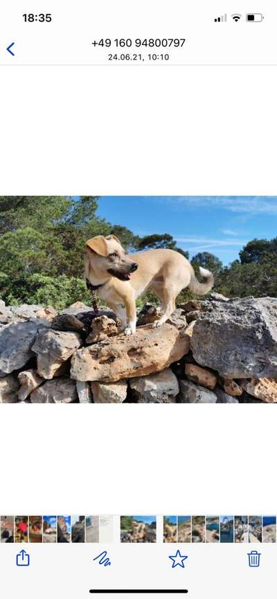 Hunde aus Griechenland-Beitrag-Bild