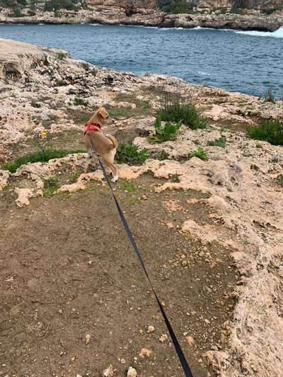 Hunde aus Griechenland-Beitrag-Bild