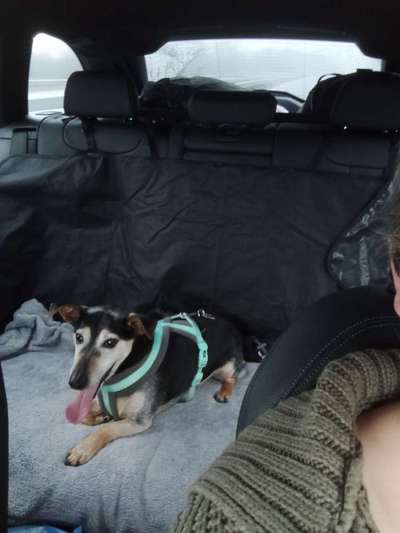 Welches Auto mit welchem Hund-Beitrag-Bild