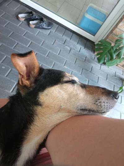 Was können eure Ohren so? ;)-Beitrag-Bild