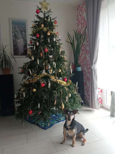Dogorama Photo Challenge - Bescherung-Beitrag-Bild