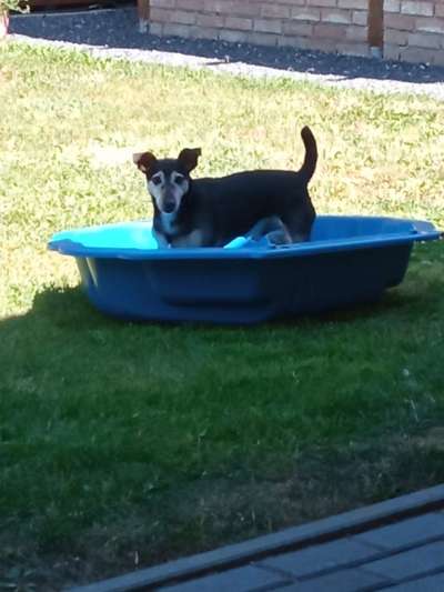 Schlappohren Suche <3-Beitrag-Bild