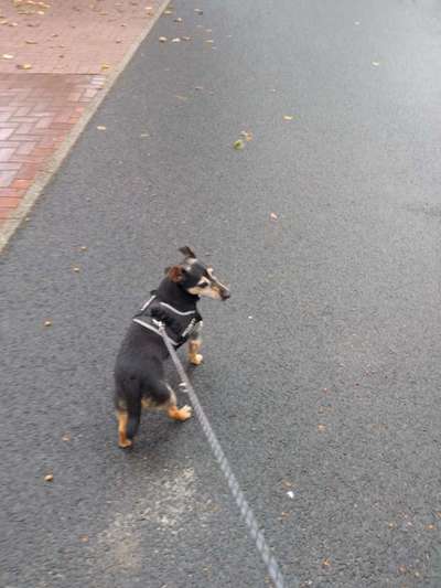 Dogorama Photo Challenge - Regenwetter-Beitrag-Bild