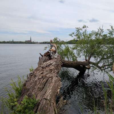 Hundetreffen-Spielen und lernen-Bild