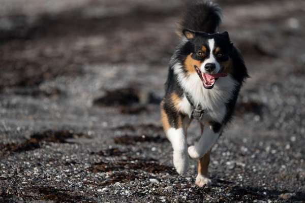 Fotochallenge 66 ~ Rennaction -Zeig deinen Hund im Lauf-Beitrag-Bild