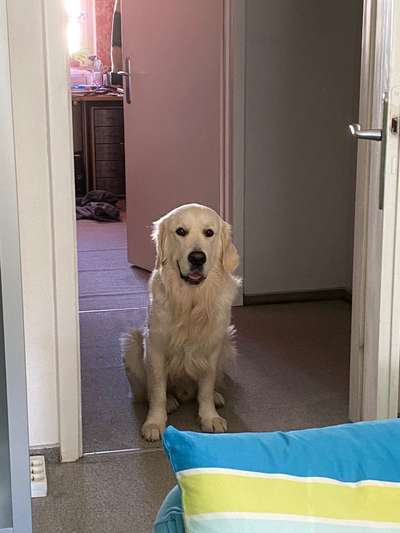 Wo sind die Golden Retriever Liebhaber?-Beitrag-Bild