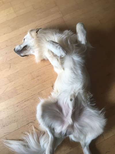 Wo sind die Golden Retriever Liebhaber?-Beitrag-Bild