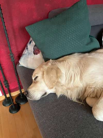 Wo sind die Golden Retriever Liebhaber?-Beitrag-Bild