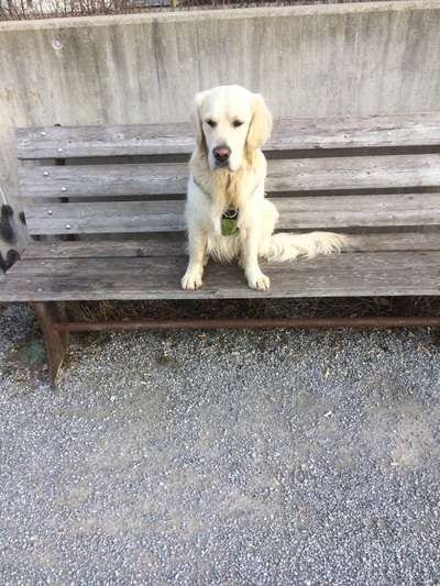 Wo sind die Golden Retriever Liebhaber?-Beitrag-Bild