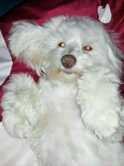 Die Dogorama Wochen Challenge-Beitrag-Bild