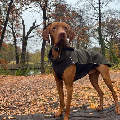 Hundetreffen-Suche Mantrailing-Partner*innen-Bild