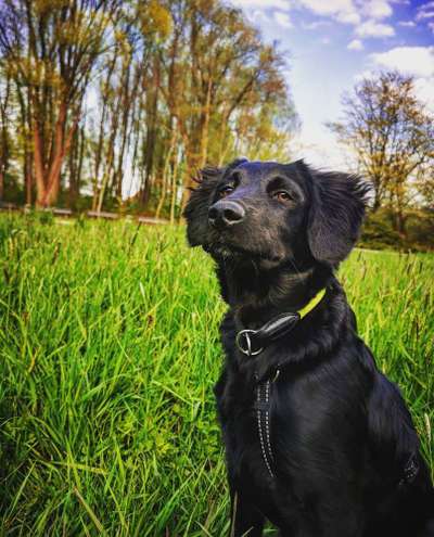 Wo habt ihr eure Hunde her ?-Beitrag-Bild