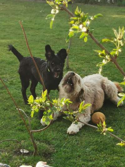Bester Freund, Hundekumpel - zeigt her!-Beitrag-Bild